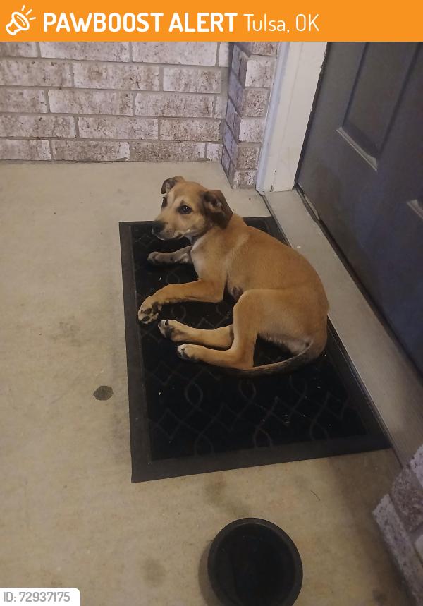 Found/Stray Female Dog last seen Pine and harvard, Tulsa, OK 74115
