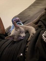Reunited Female Cat last seen 118th & S Indiana ave , Chicago, IL 60628