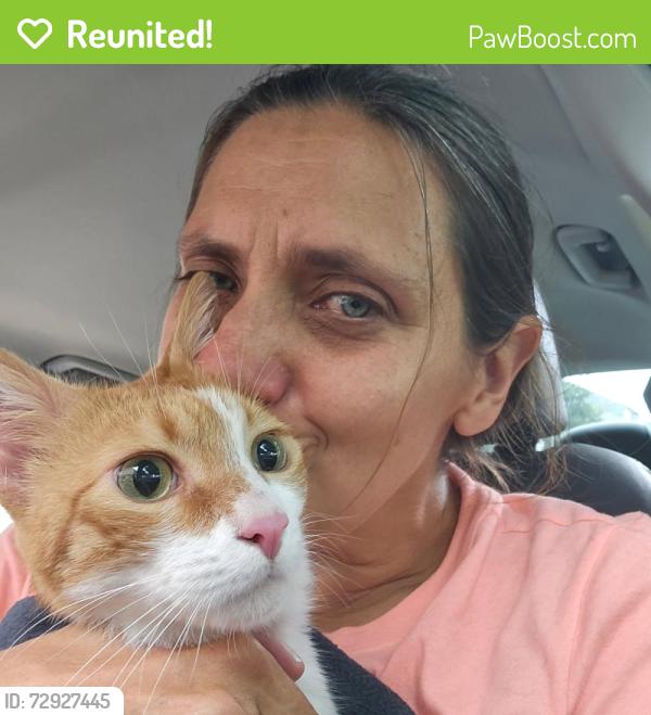 Reunited Male Cat last seen Ledger and La Bamba, Haslet, TX 76052