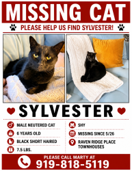 Lost Male Cat last seen Falls of Neuse and Raven Ridge, Raleigh, NC 27614