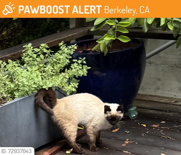 Found/Stray Unknown Cat last seen Keith Ave, Berkeley, CA 94709