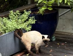 Found/Stray Unknown Cat last seen Keith Ave, Berkeley, CA 94709
