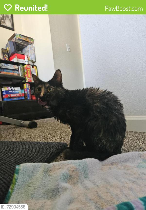 Reunited Female Cat last seen Ruddell bus stop by 25 ave, Lacey, WA 98503