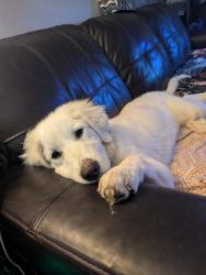 Found/Stray Female Dog last seen QT gas station, Irving, TX 75060