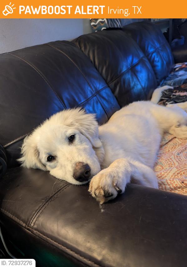 Found/Stray Female Dog last seen QT gas station, Irving, TX 75060