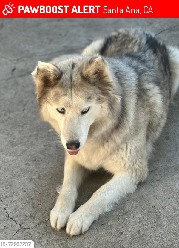 Lost Female Dog last seen Main and McFadden , Santa Ana, CA 92707
