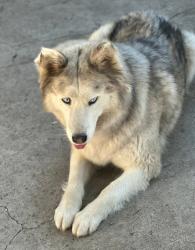 Lost Female Dog last seen Main and McFadden , Santa Ana, CA 92707