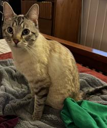 Lost Male Cat last seen King & 19th St, Colorado Springs, CO 80904