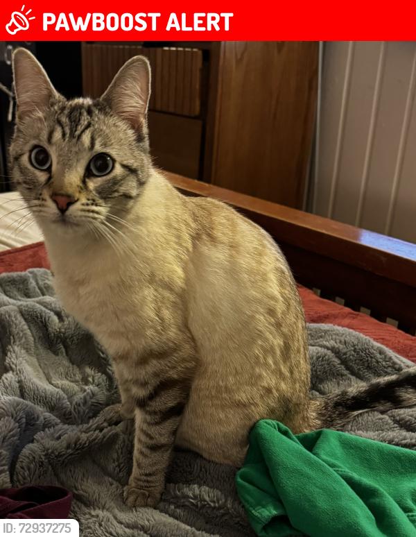 Lost Male Cat last seen King & 19th St, Colorado Springs, CO 80904