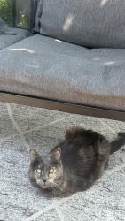 Reunited Female Cat last seen Lake Hiawatha , Minneapolis, MN 55406