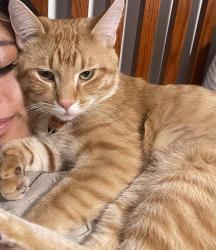 Reunited Male Cat last seen Fernbrook Lane and Rrckford , Plymouth, MN 55446