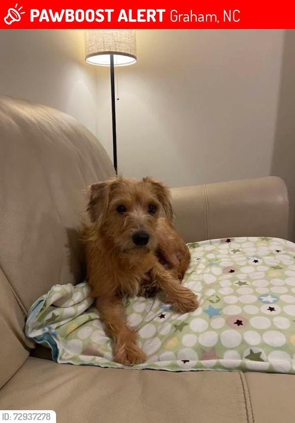 Lost Female Dog last seen Swepsonville-Saxapahaw Rd, Graham, NC 27253