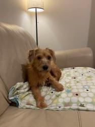 Lost Female Dog last seen Swepsonville-Saxapahaw Rd, Graham, NC 27253