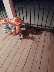 Found/Stray Unknown Dog last seen Hwy 90, Crosby, TX 77532