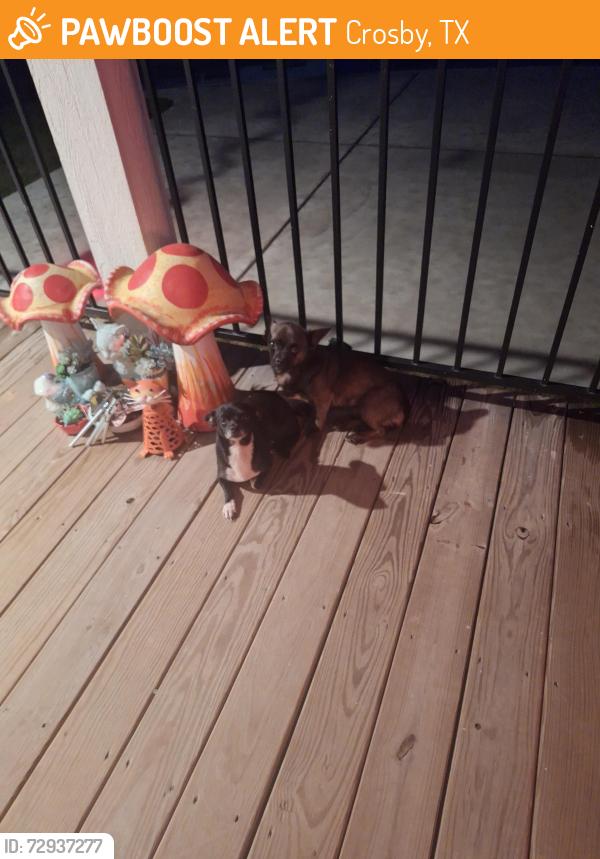 Found/Stray Unknown Dog last seen Hwy 90, Crosby, TX 77532