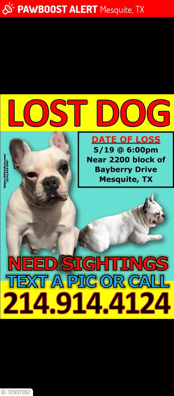Lost Female Dog last seen Military Rd and N Peachtree Rd, Mesquite, TX 75149