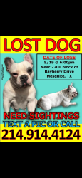 Lost Female Dog last seen Military Rd and N Peachtree Rd, Mesquite, TX 75149