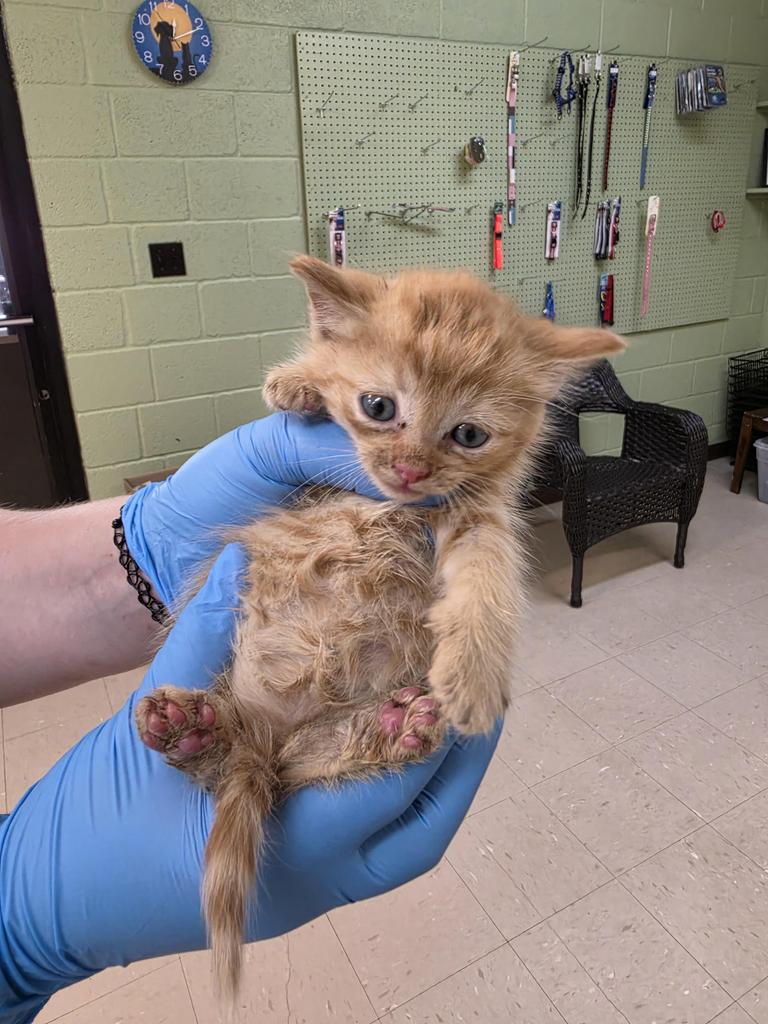 Shelter Stray Male Cat last seen Out of Town, 211 Kind Hearts Wy, Burnsville, NC 28714, USA