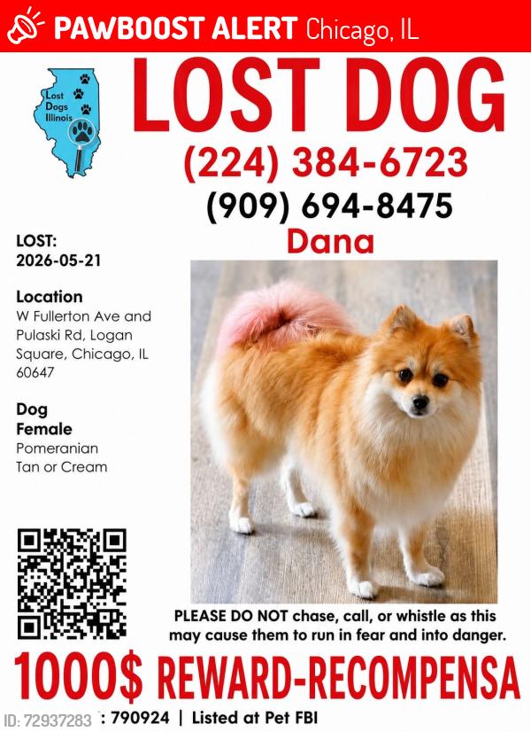 Lost Female Dog last seen Pulaski con Fullerton , Chicago, IL 60639