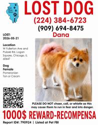 Lost Female Dog last seen Pulaski con Fullerton , Chicago, IL 60639
