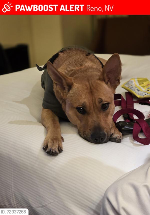 Lost Female Dog last seen 7th St and Valley Rd., Reno, NV 89512