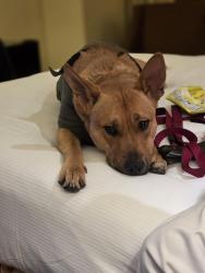 Lost Female Dog last seen 7th St and Valley Rd., Reno, NV 89512