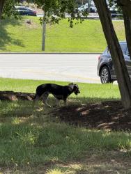 Found/Stray Male Dog last seen Woodruff Rd, Greenville, SC 29607