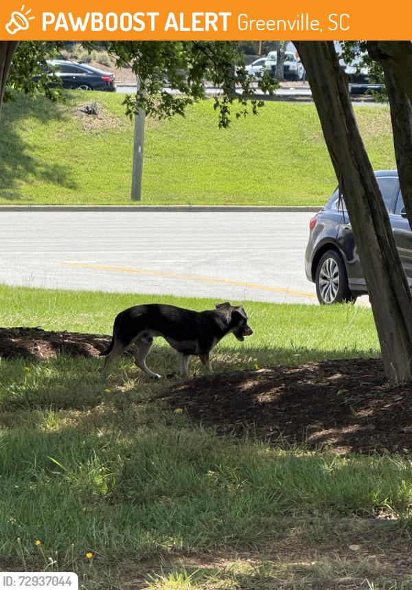 Found/Stray Male Dog last seen Woodruff Rd, Greenville, SC 29607