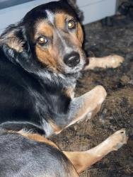 Lost Female Dog last seen Near N Richland Middle School, North Richland Hills, TX 76180