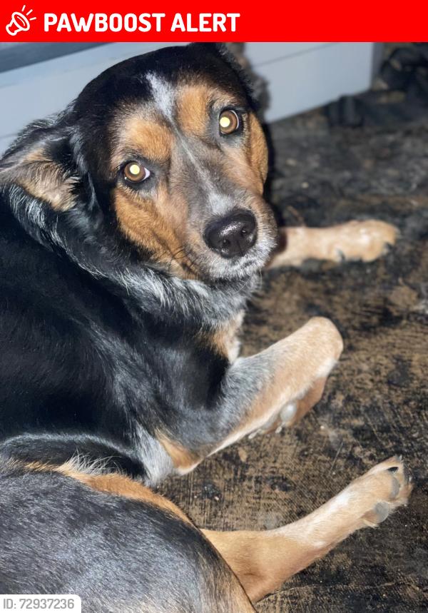 Lost Female Dog last seen Near N Richland Middle School, North Richland Hills, TX 76180