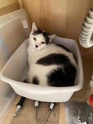 Reunited Male Cat last seen Victory Lakes, Rainbow Falls Drive, Bristow, Linton Hall, VA 20136