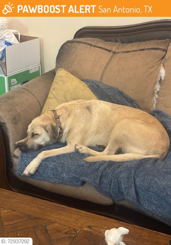 Found/Stray Male Dog last seen Pizza hut across from Walgreens and the fire department , San Antonio, TX 78250