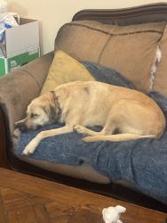 Found/Stray Male Dog last seen Pizza hut across from Walgreens and the fire department , San Antonio, TX 78250