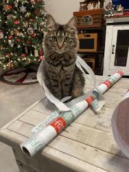 Reunited Female Cat last seen La Piedra Lane and Lisboa, League City, TX 77573