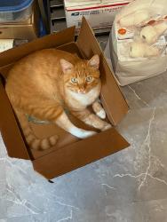 Lost Male Cat last seen Weatherly Way and Talmadge Drive, Pelham, AL 35124