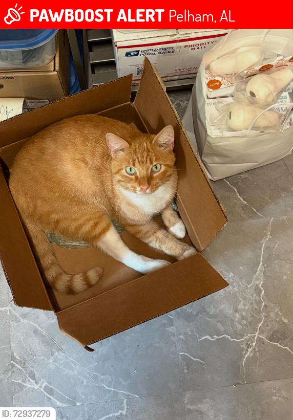 Lost Male Cat last seen Weatherly Way and Talmadge Drive, Pelham, AL 35124