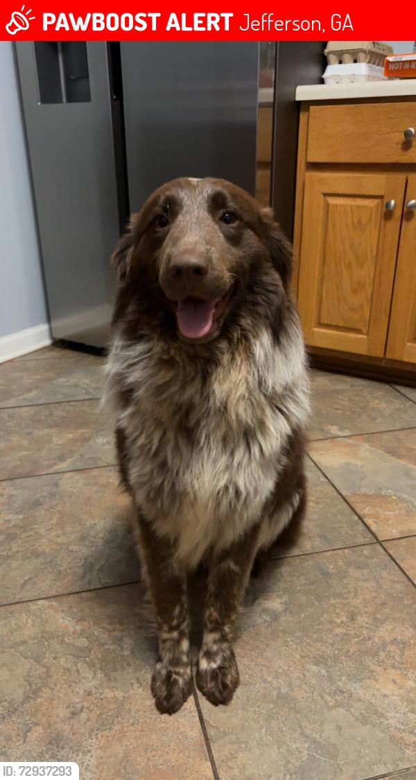 Lost Male Dog last seen Jefferson ga , Jefferson, GA 30549