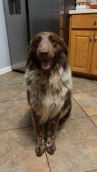 Lost Male Dog last seen Jefferson ga , Jefferson, GA 30549