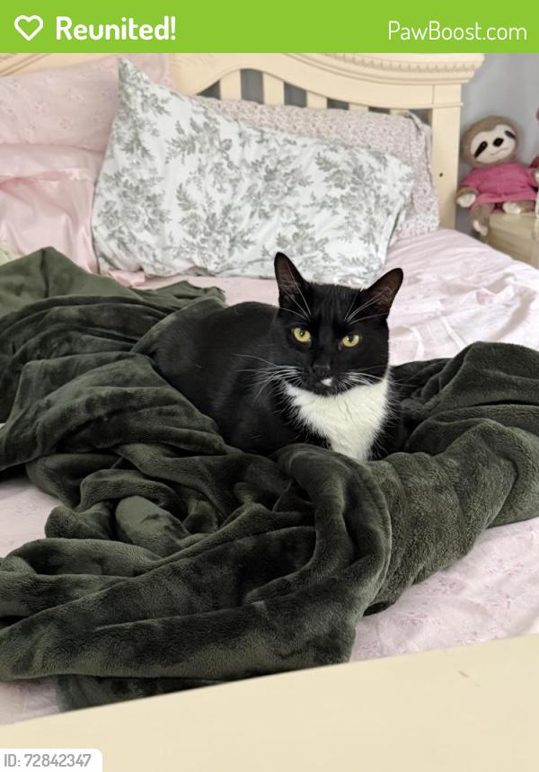 Reunited Male Cat last seen Clapboard Ridge Rd. , Kohanza& Cowperthwaite Street, Danbury, CT 06811