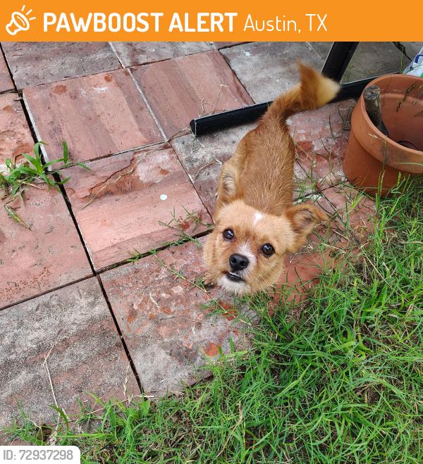 Found/Stray Male Dog last seen Near Maine Dr, Austin, TX 78758, USA, Austin, TX 78758