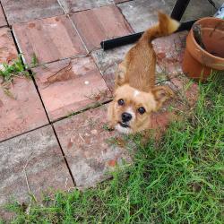 Found/Stray Male Dog last seen Near Maine Dr, Austin, TX 78758, USA, Austin, TX 78758