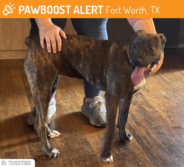 Found/Stray Female Dog last seen Morning glory and bluebird, Fort Worth, TX 76111