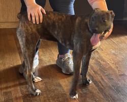 Found/Stray Female Dog last seen Morning glory and bluebird, Fort Worth, TX 76111