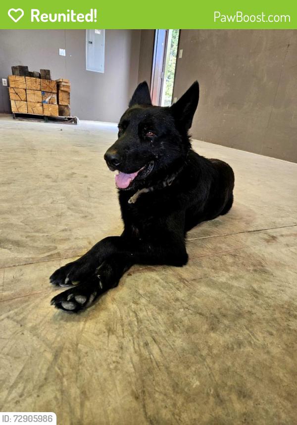 Reunited Male Dog last seen Near mcarthur rd , Fayetteville, NC 28311