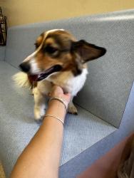 Found/Stray Male Dog last seen Near Martinique Dr cutler bay fl , Cutler Bay, FL 33189