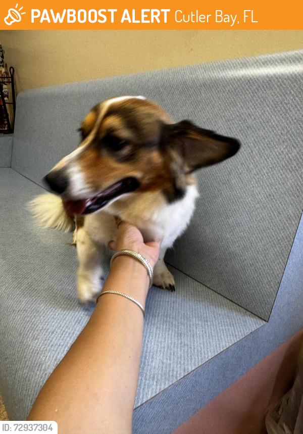 Found/Stray Male Dog last seen Near Martinique Dr cutler bay fl , Cutler Bay, FL 33189