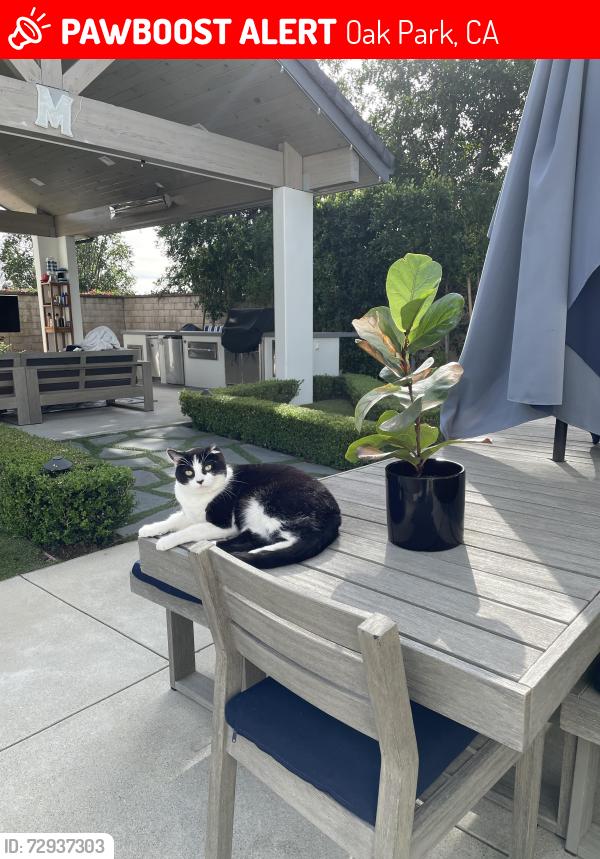 Lost Male Cat last seen Eagle View Park , Oak Park, CA 91377