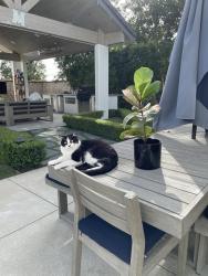 Lost Male Cat last seen Eagle View Park , Oak Park, CA 91377