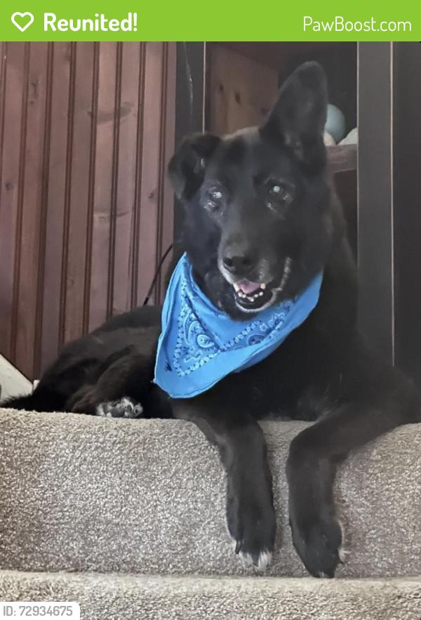 Reunited Female Dog last seen Benton Ave walking up street towards Brighton Road, Pittsburgh, PA 15212
