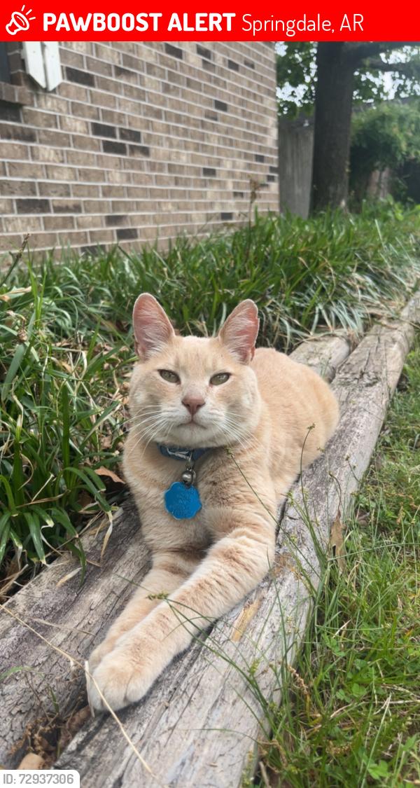 Lost Male Cat last seen Neighborhood off Falcon Dr , Springdale, AR 72762